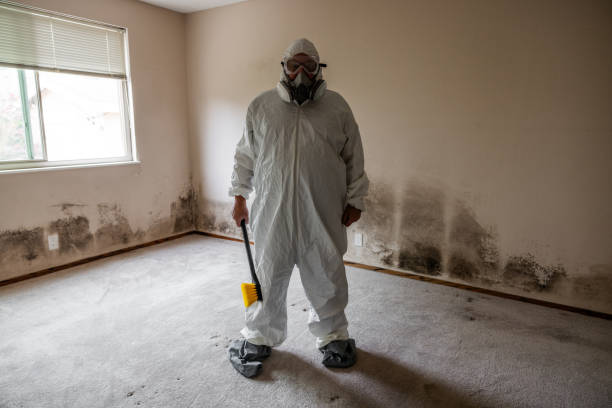 Best Toxic Mold Removal  in Beech Grove, IN