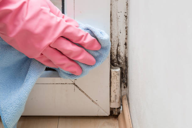 Best Attic Mold Removal  in Beech Grove, IN
